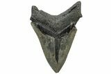 Fossil Megalodon Tooth - South Carolina #307549-1